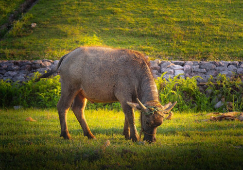 Hoe werkt de bonusronde van de gokkast Buffalo King Megaways in een online casino